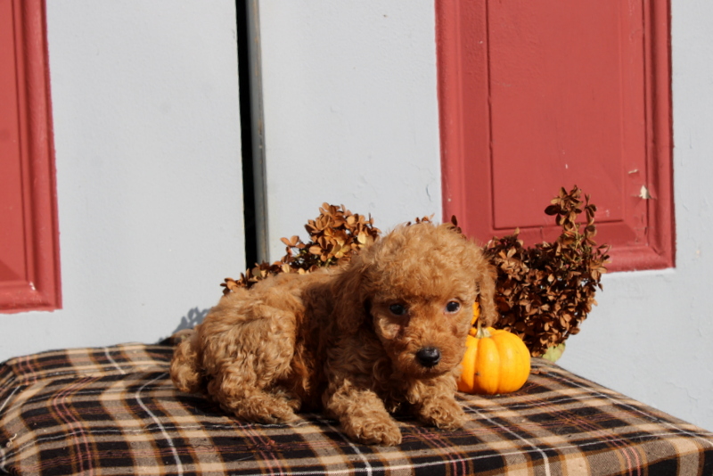 puppy, for, sale, Mini Poodle, Matthew B. Stoltzfus, dog, breeder, Gap, PA, dog-breeder, puppy-for-sale, forsale, nearby, find, puppyfind, locator, puppylocator, aca